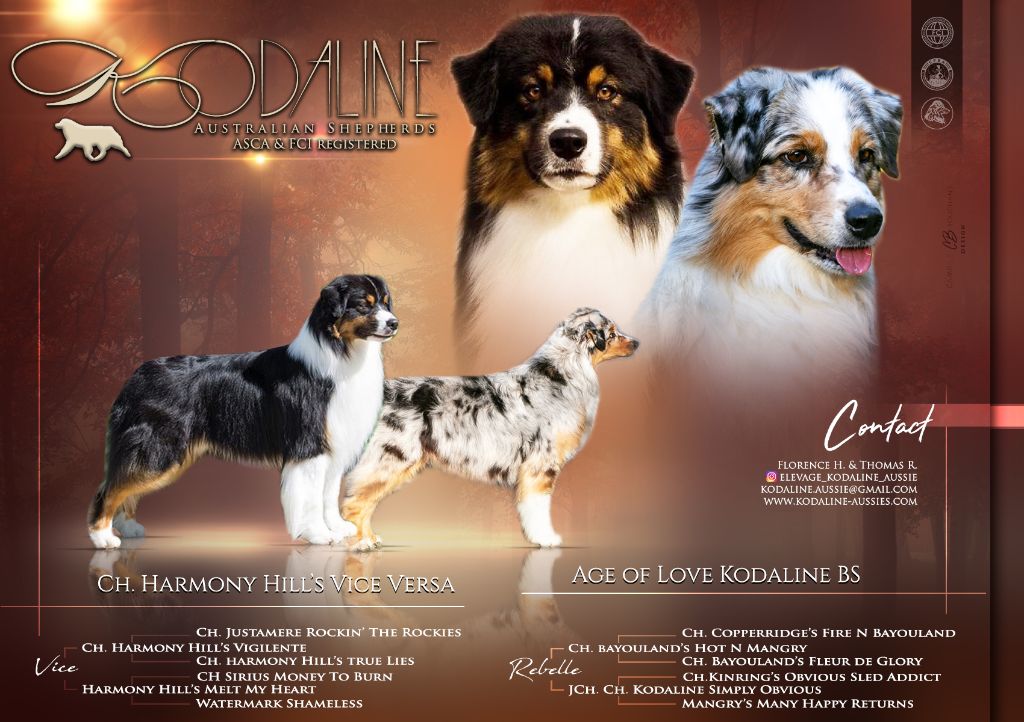 Kodaline - Chiot disponible  - Berger Australien