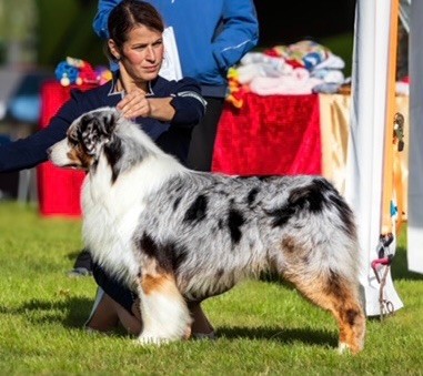 CH. Phoenix for skyron Du Chemin De Mandrin