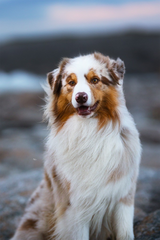 Everest for kodaline & aboreal @ Mystic Fire