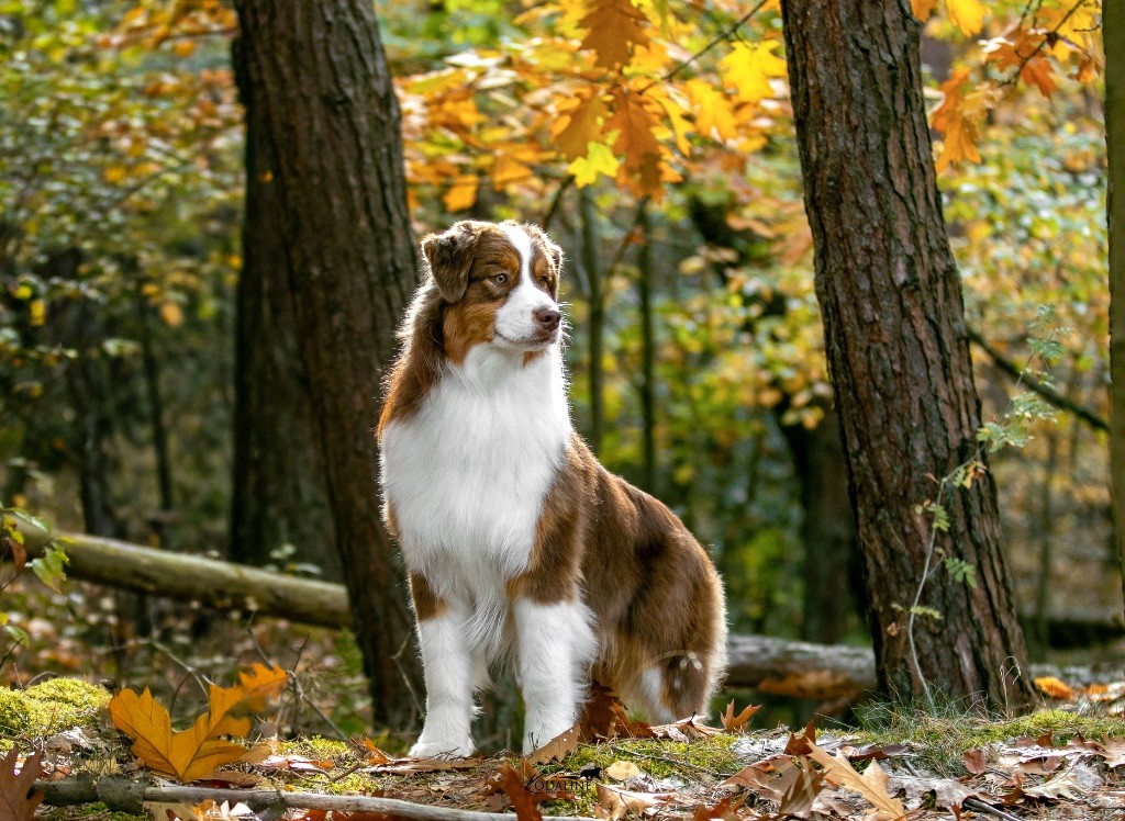 saddle peak Remedy the perfect spell