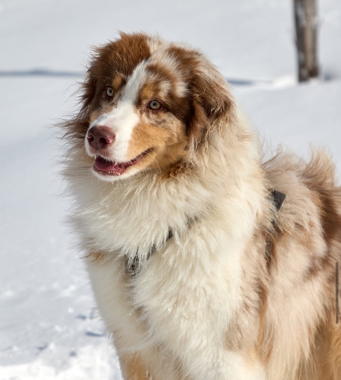 Kodaline Versant sud