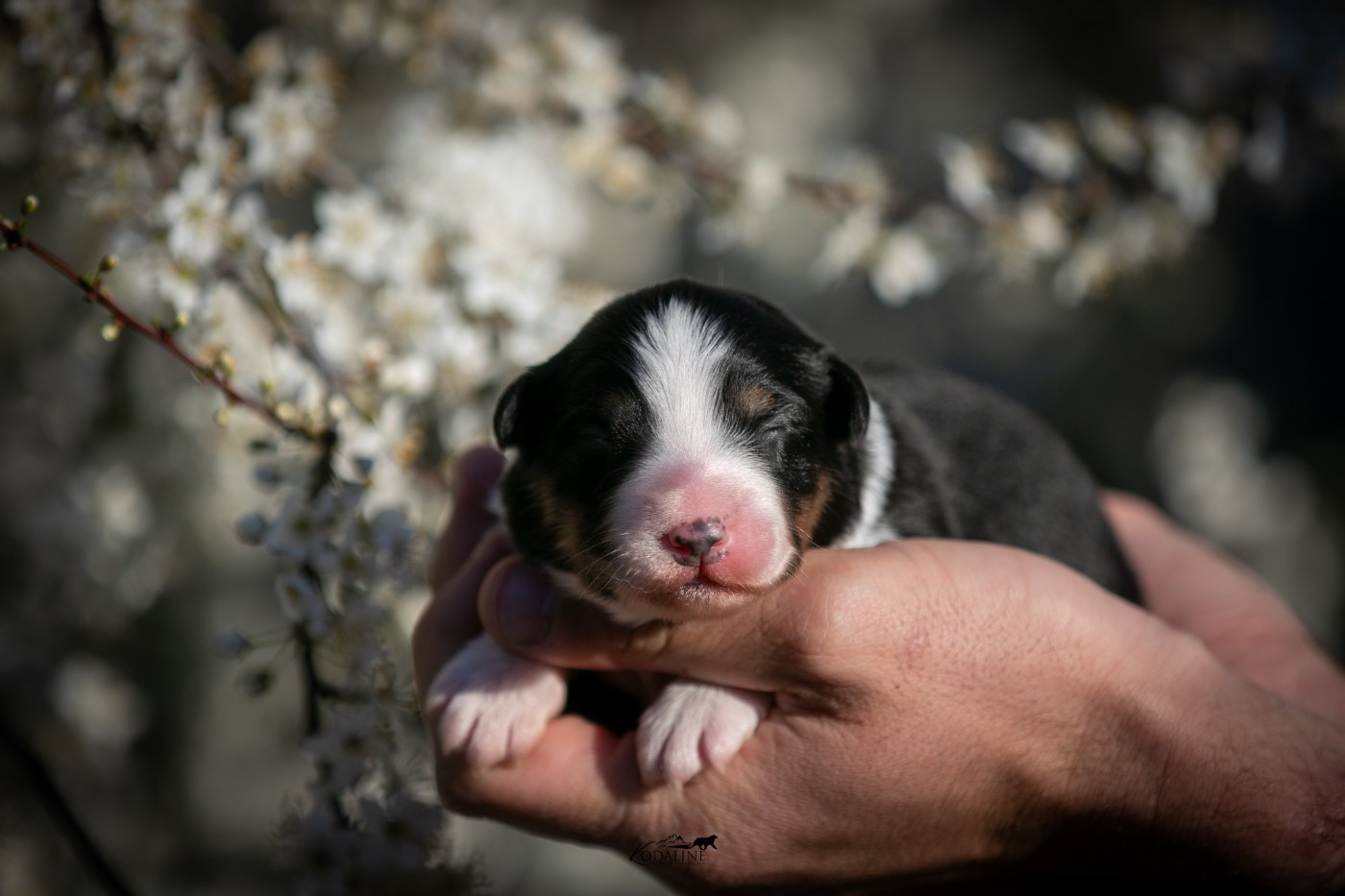 Kodaline - Chiots disponibles - Berger Australien