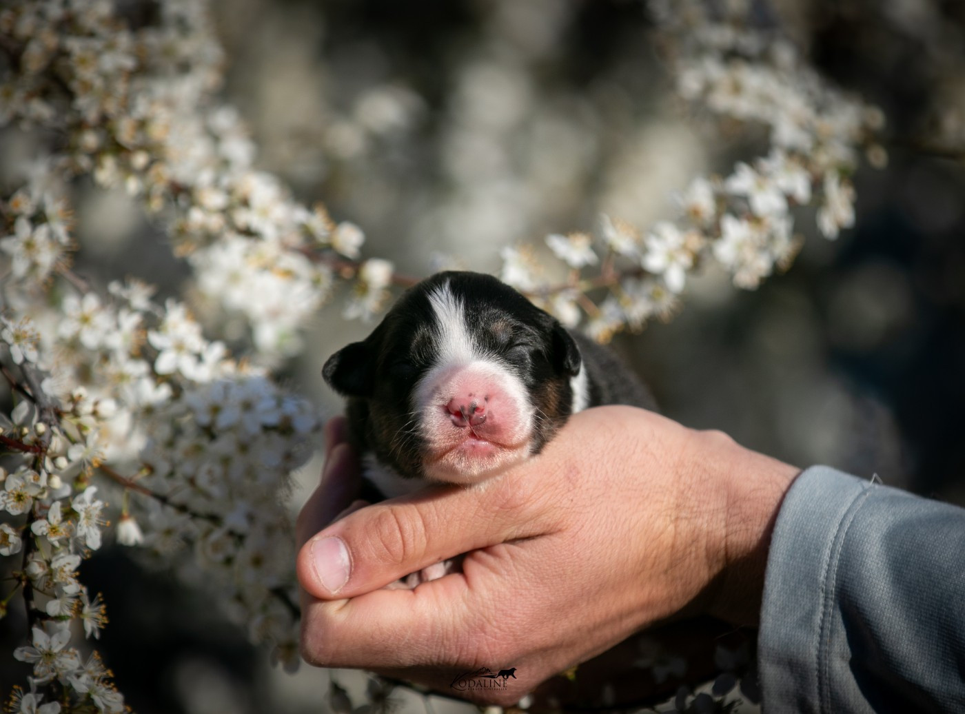 Kodaline - Chiots disponibles - Berger Australien