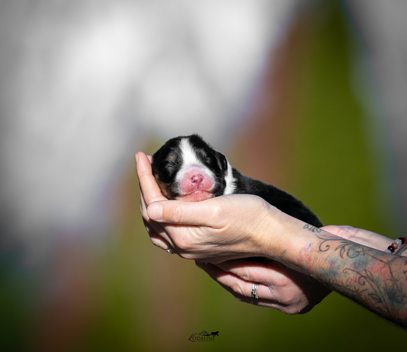 Kodaline - Chiots disponibles - Berger Australien
