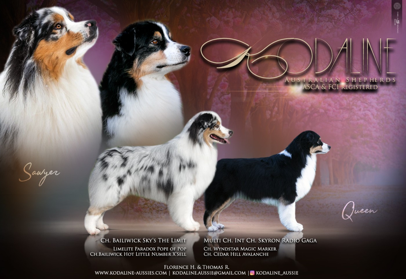 Chiot Berger Australien Kodaline