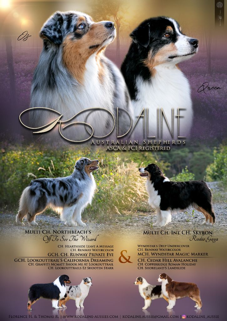 Chiot Berger Australien Kodaline