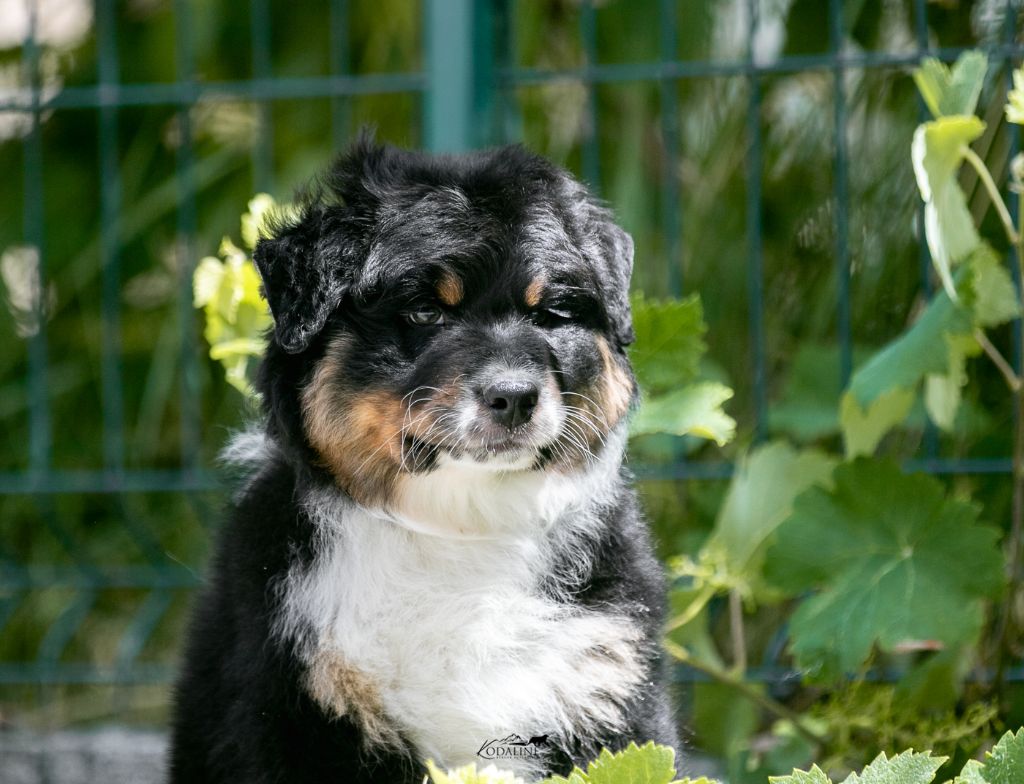 Kodaline - Chiots disponibles - Berger Australien